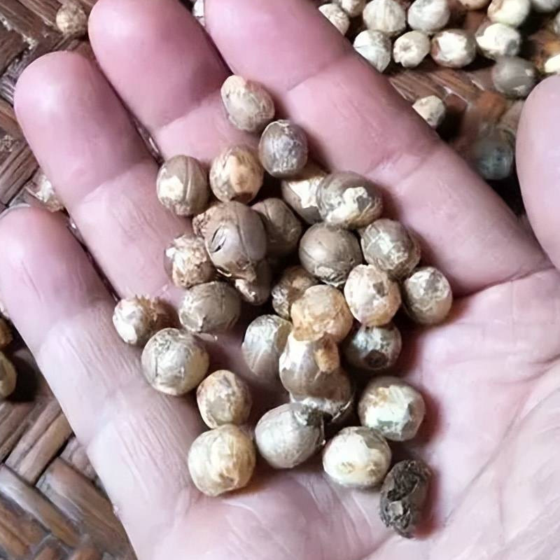 云南特产竹子米竹米竹实竹子果实米粥食材批发干货一件代