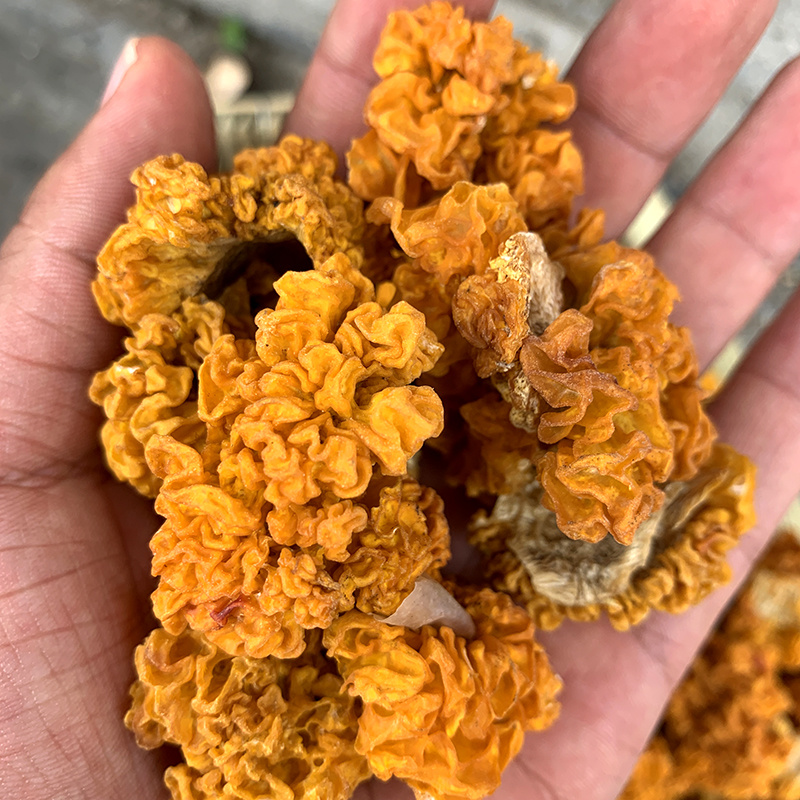 云南金耳深山采摘无硫易出胶口感软糯可煲汤批发量大