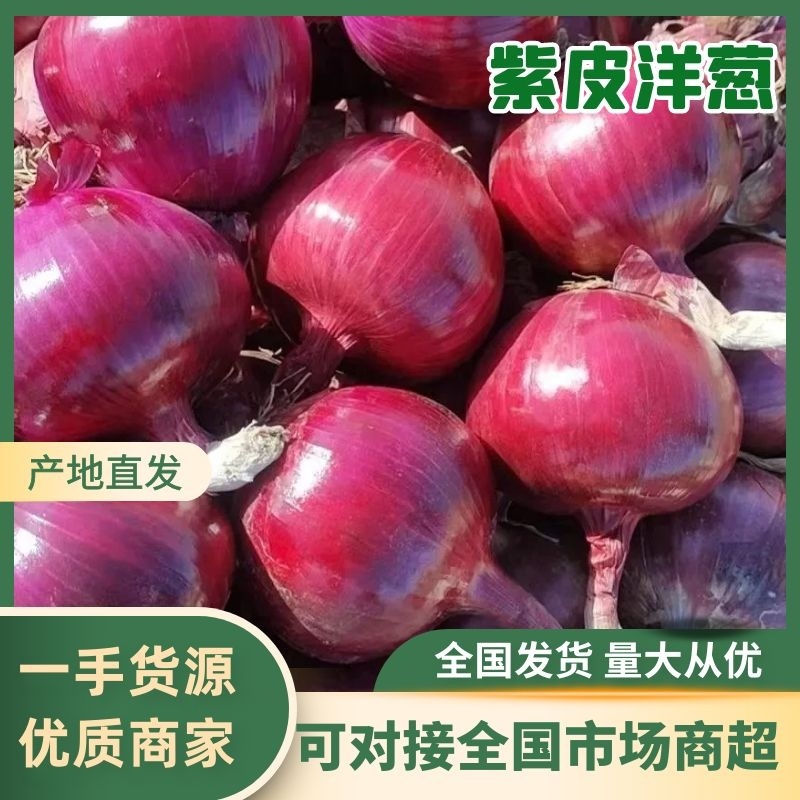 甘肃紫皮洋葱卖相好口感好品质高可视频看货支持线上交易