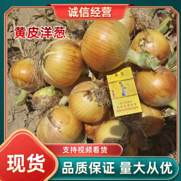 【甘肃黄皮洋葱】长期供货全国代发产地直供诚信经营