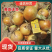 【甘肃黄皮洋葱】长期供货全国代发产地直供诚信经营