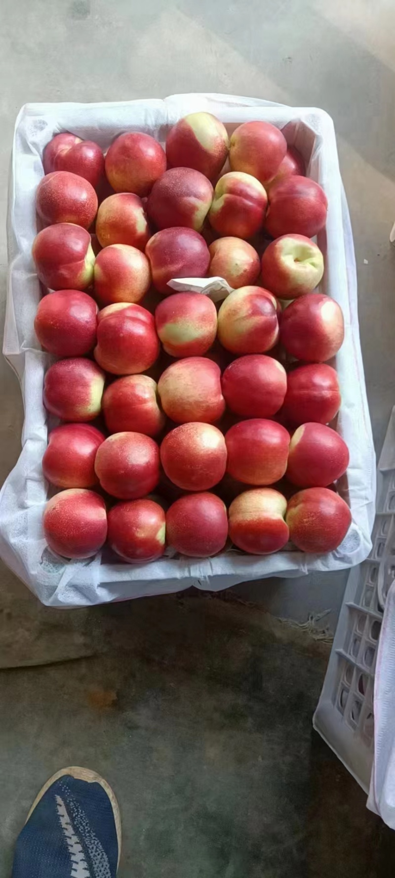 大荔精品珍珠栆蜜桃上市了对接电商市场等各类客户