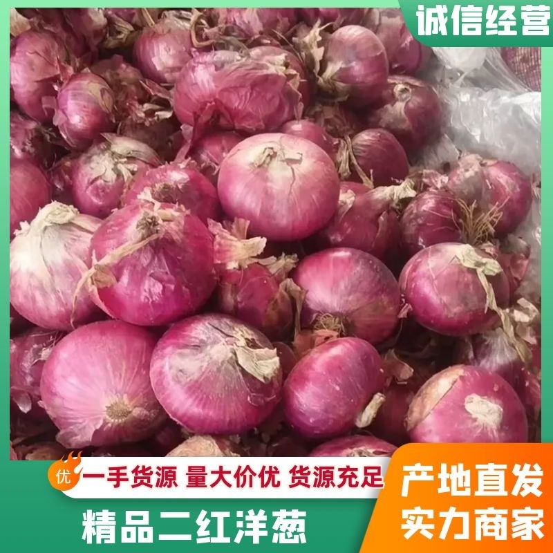 精品红皮洋葱、产地直供、全国代发对接商超优质货源