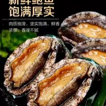 新鲜鲍鱼鲜活超大海鲜水产生鲜通货食材活特大加热即食干小鲍