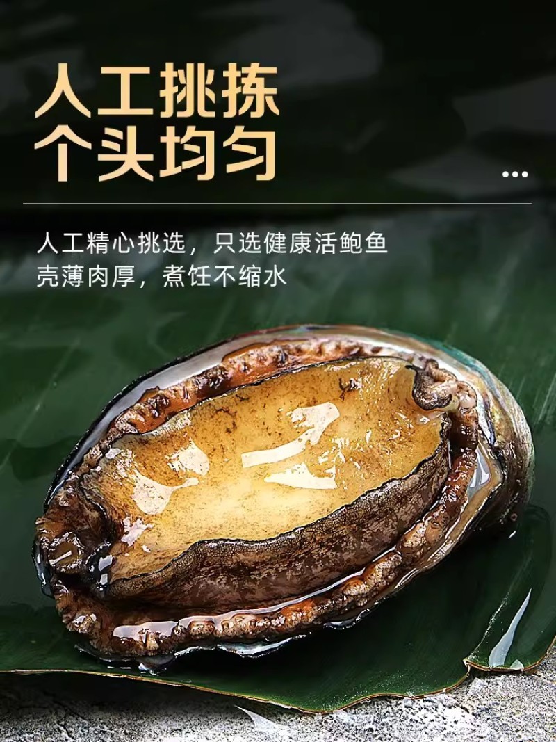 新鲜鲍鱼鲜活超大海鲜水产生鲜通货食材活特大加热即食干小鲍