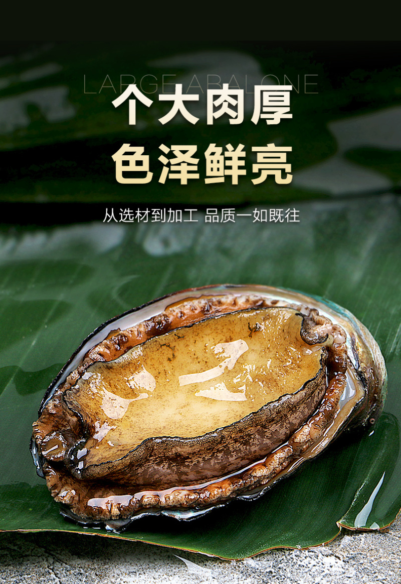 新鲜鲍鱼鲜活超大海鲜水产生鲜通货食材活特大加热即食干小鲍