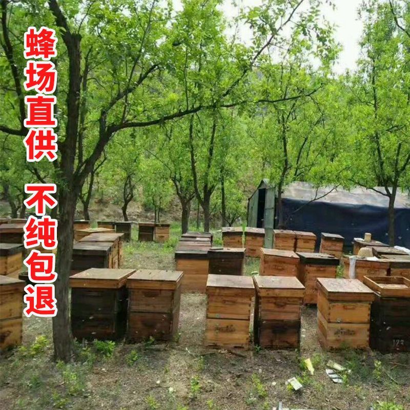 云南黑蜂蜜黑蜜米团花蜜蜂蜜