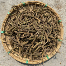 虫草正宗虫草