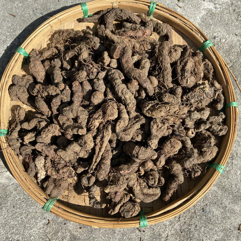 紫参正宗紫参