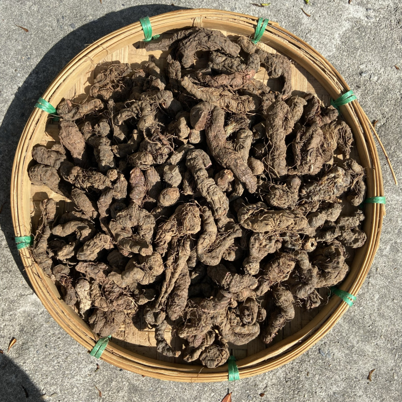 紫参正宗紫参
