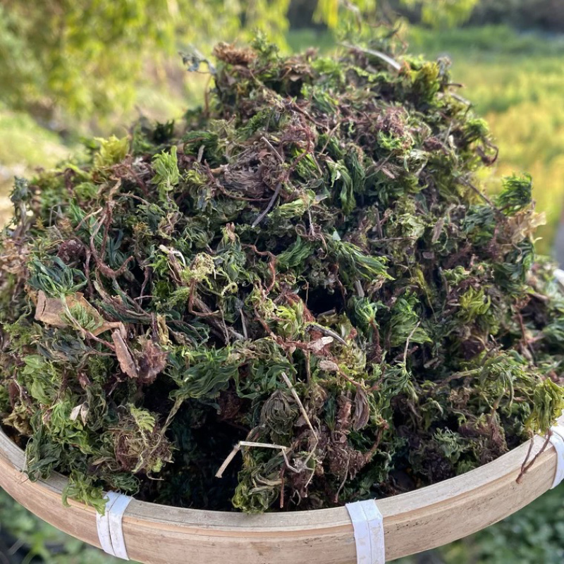 回心草正宗回心草