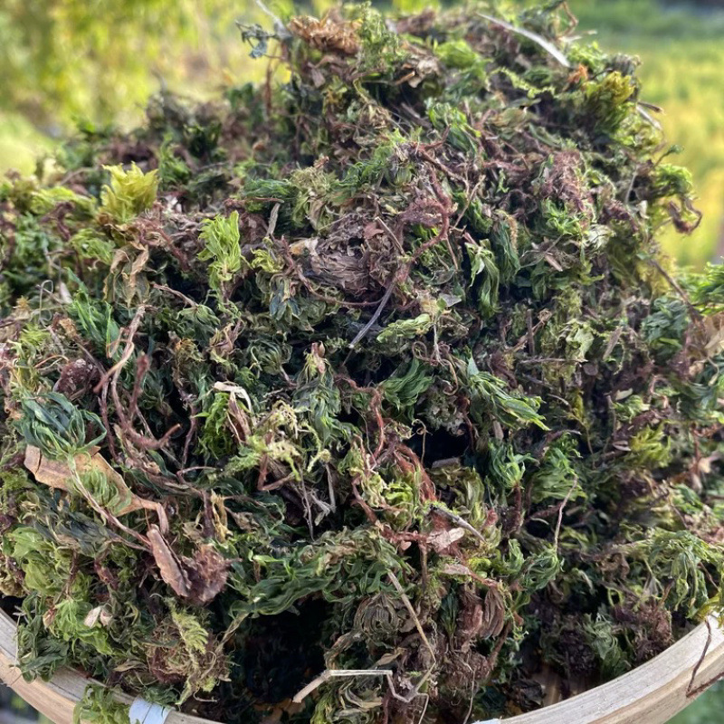 回心草正宗回心草