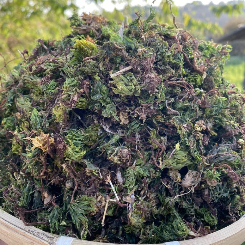 回心草正宗回心草