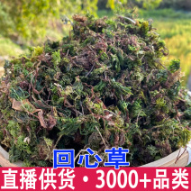 回心草正宗回心草缅甸回心草云南中草药材批发量大从优