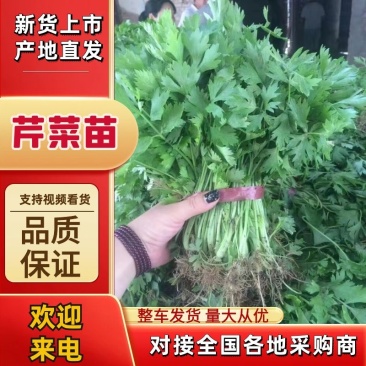 【实力供应】安徽芹菜苗精品芹菜苗优质法国皇后芹菜苗成活率高