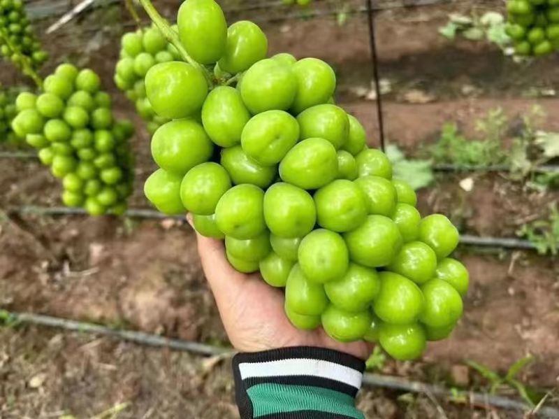 《阳光玫瑰》葡萄硬度高，甜度高电商市场商超产地直发