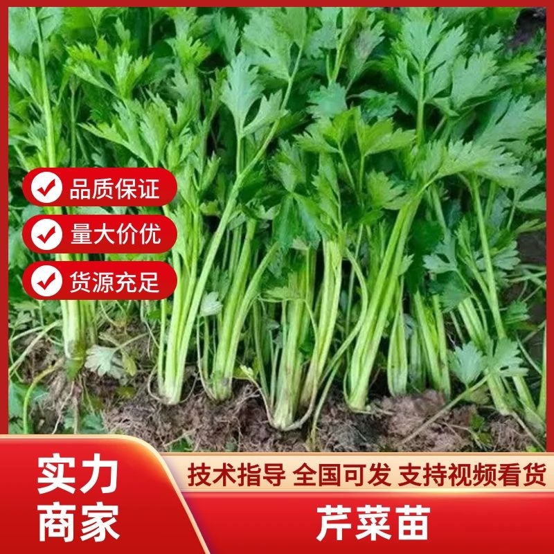 芹菜苗西芹苗苗圃直发量大从优提供技术支持欢迎来电