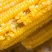 东北黄、白糯玉米厂家直发保质保量发货全国