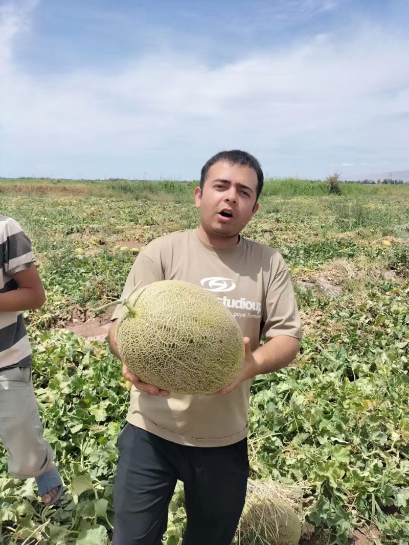 【哈密瓜】新疆喀什伽师八六王哈密瓜糖分足自家种植随来随装