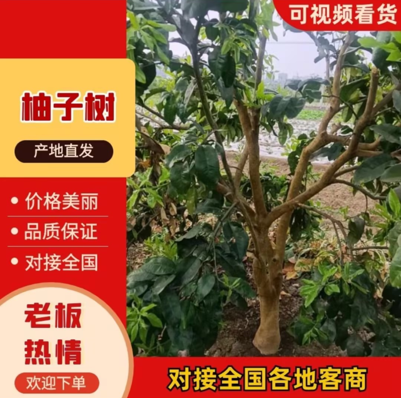 精品柚子树四川柚子树货源充足量大从优质量保证欢迎咨