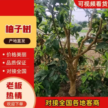 精品柚子树规格齐全货源充足量大从优质量保证欢迎咨询