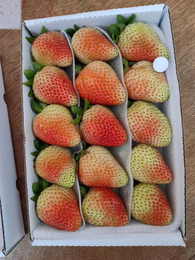 云南夏草莓蒙特瑞草大量上市产地直供欢迎电话联系