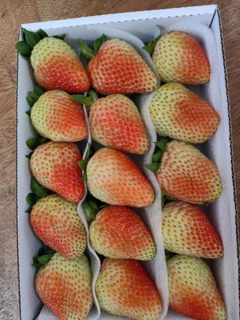 云南夏草莓蒙特瑞草大量上市产地直供欢迎电话联系