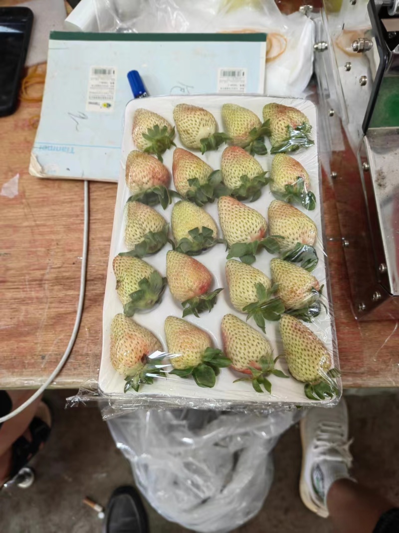 云南夏草莓蒙特瑞草大量上市产地直供欢迎电话联系