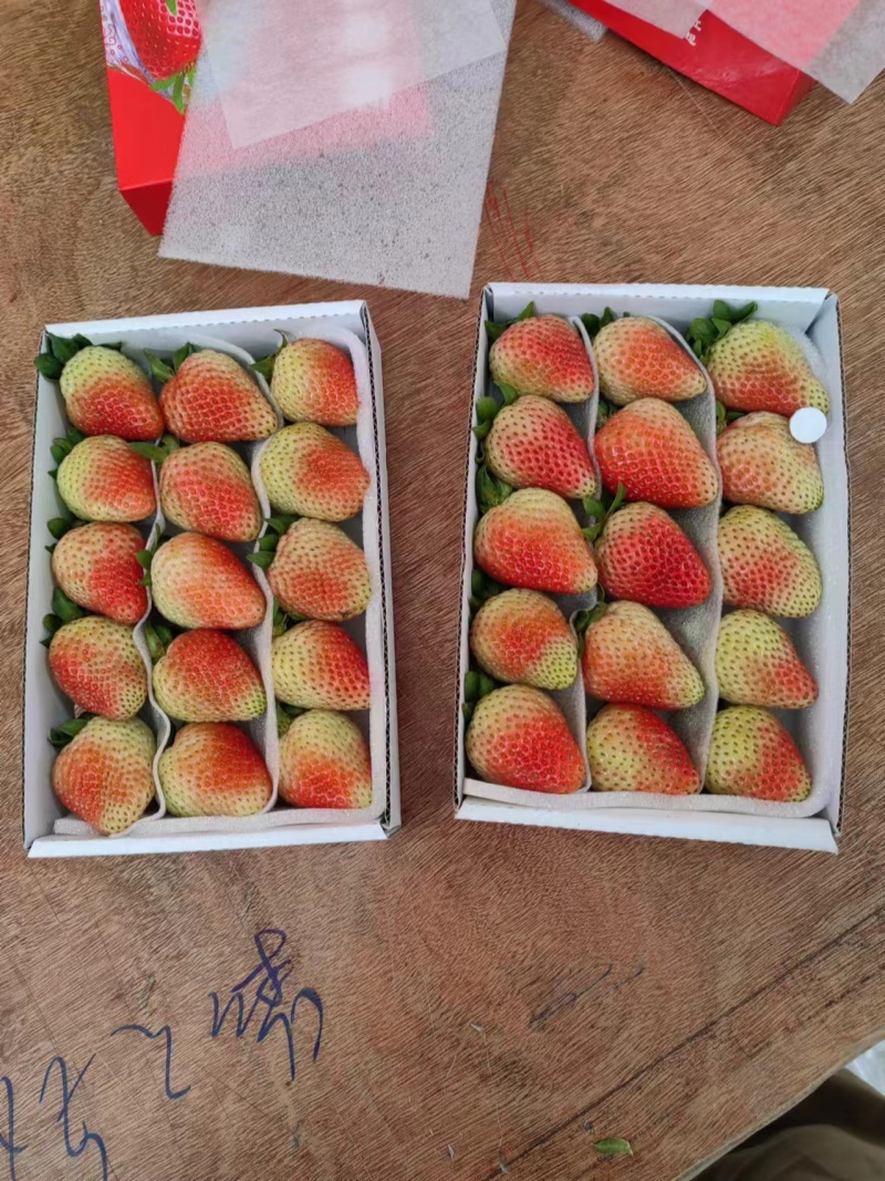 云南夏草莓蒙特瑞草大量上市产地直供欢迎电话联系