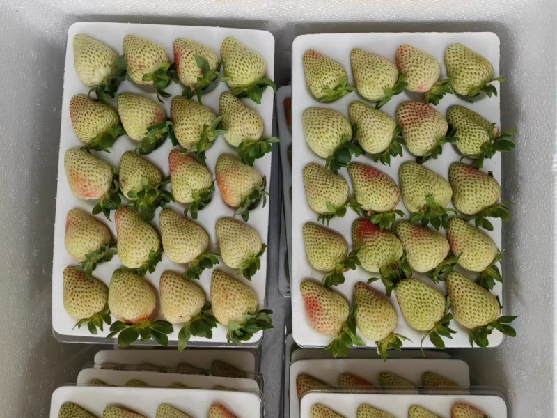 云南夏草莓蒙特瑞草大量上市产地直供欢迎电话联系