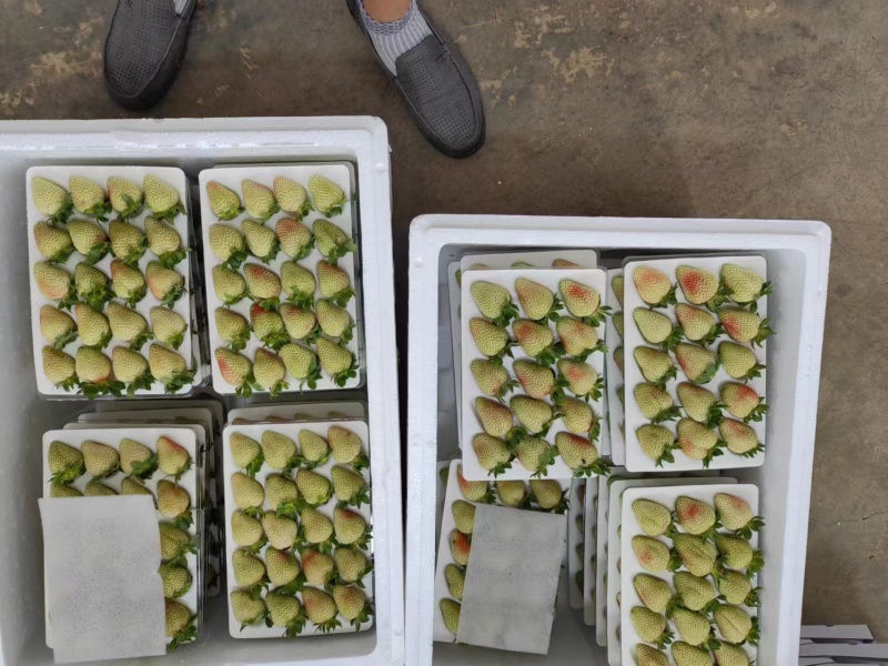 云南夏草莓蒙特瑞草大量上市产地直供欢迎电话联系
