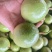 (精品)钦密九号百香果，百亩种植基地，支持视频看货选货