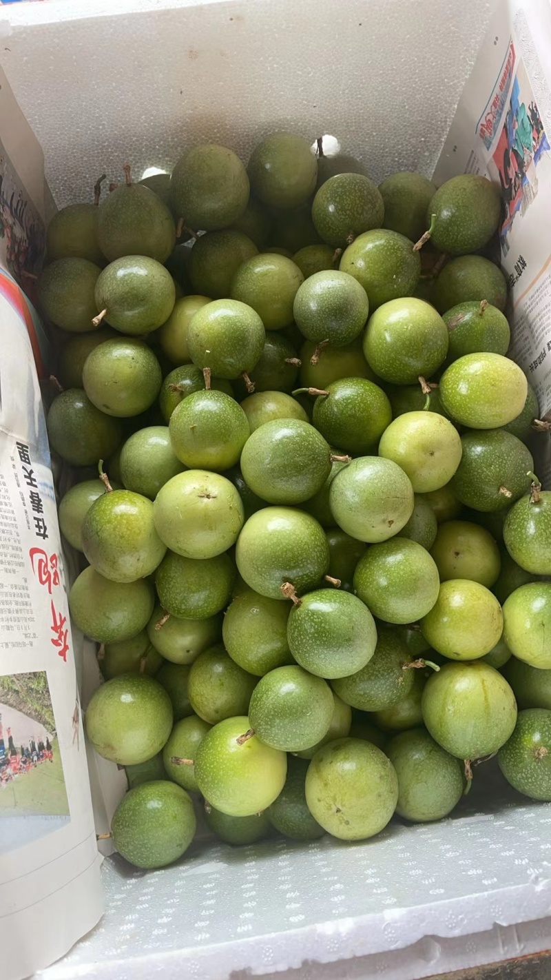 (精品)钦密九号百香果，百亩种植基地，支持视频看货选货