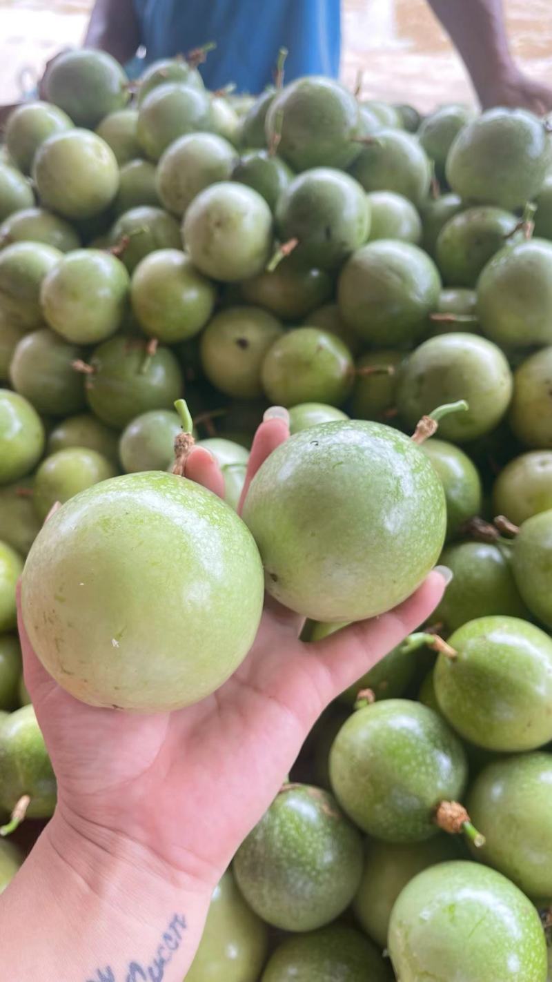 (实力)钦密九号百香果，百亩种植基地，支持视频看货选货