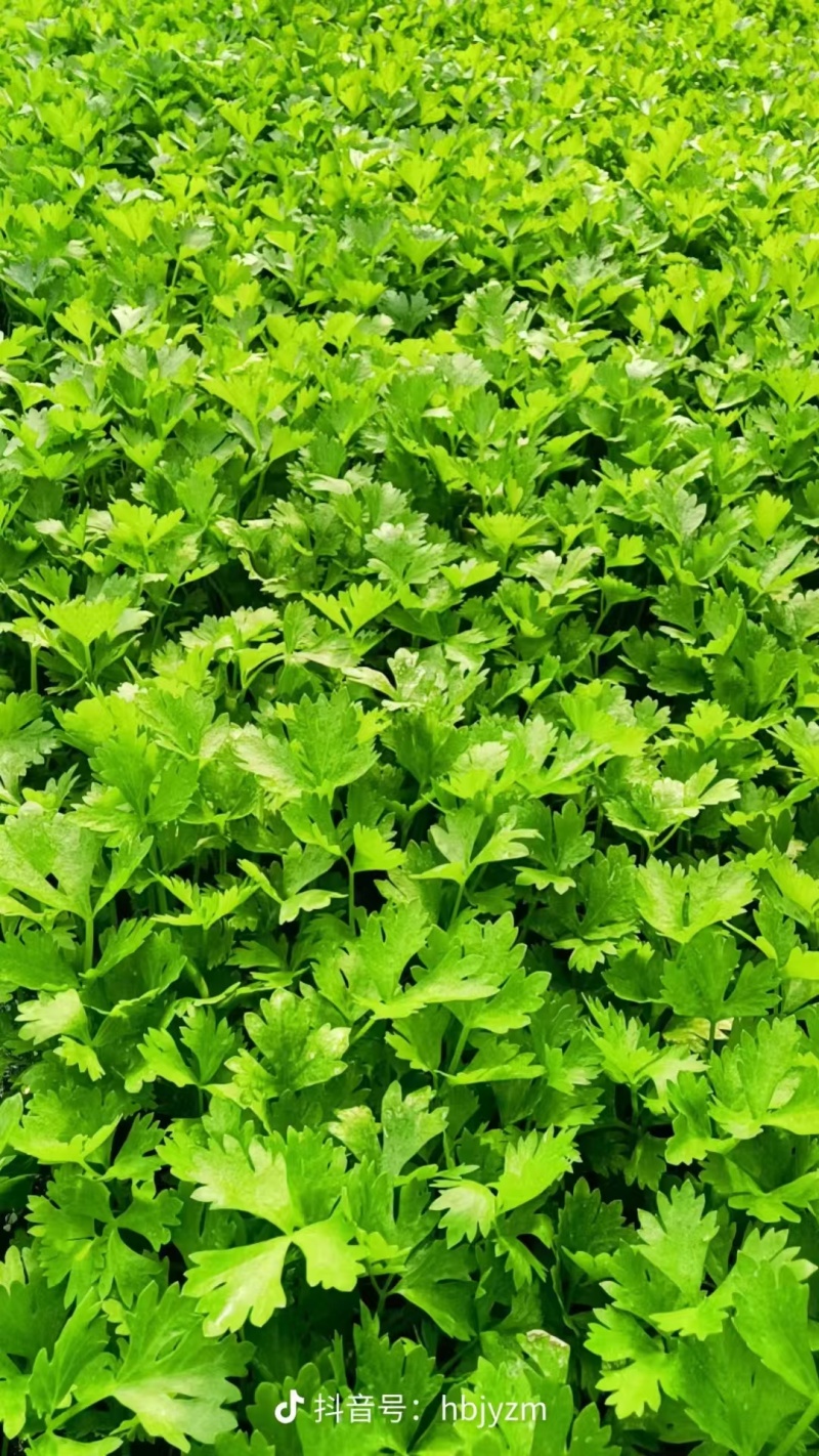 芹菜苗优质芹菜苗大量供应提供技术支持对接全国