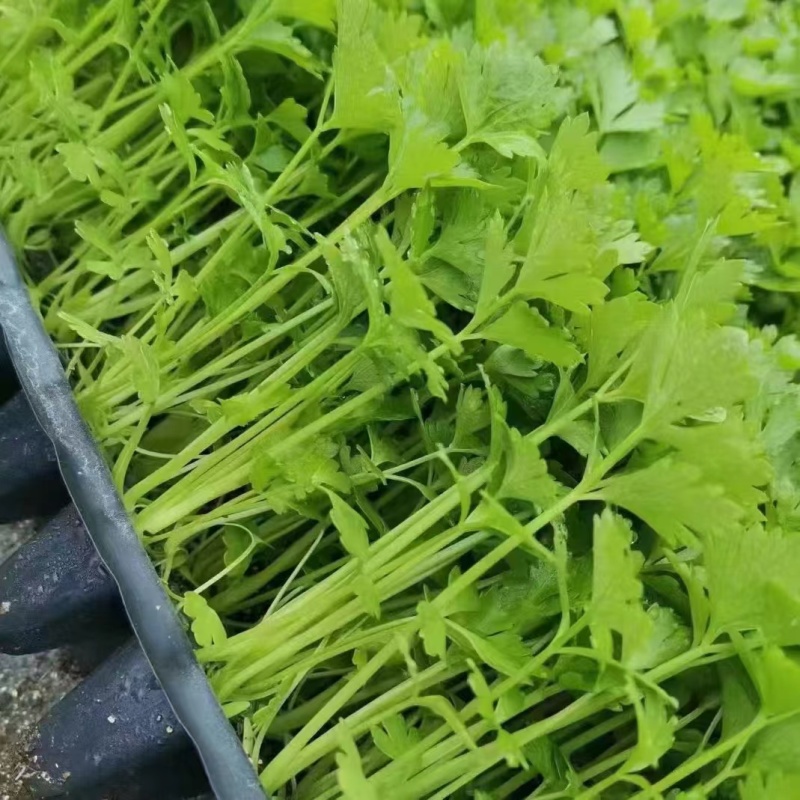 芹菜苗优质芹菜苗大量供应提供技术支持对接全国