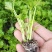 芹菜苗优质芹菜苗大量供应提供技术支持对接全国