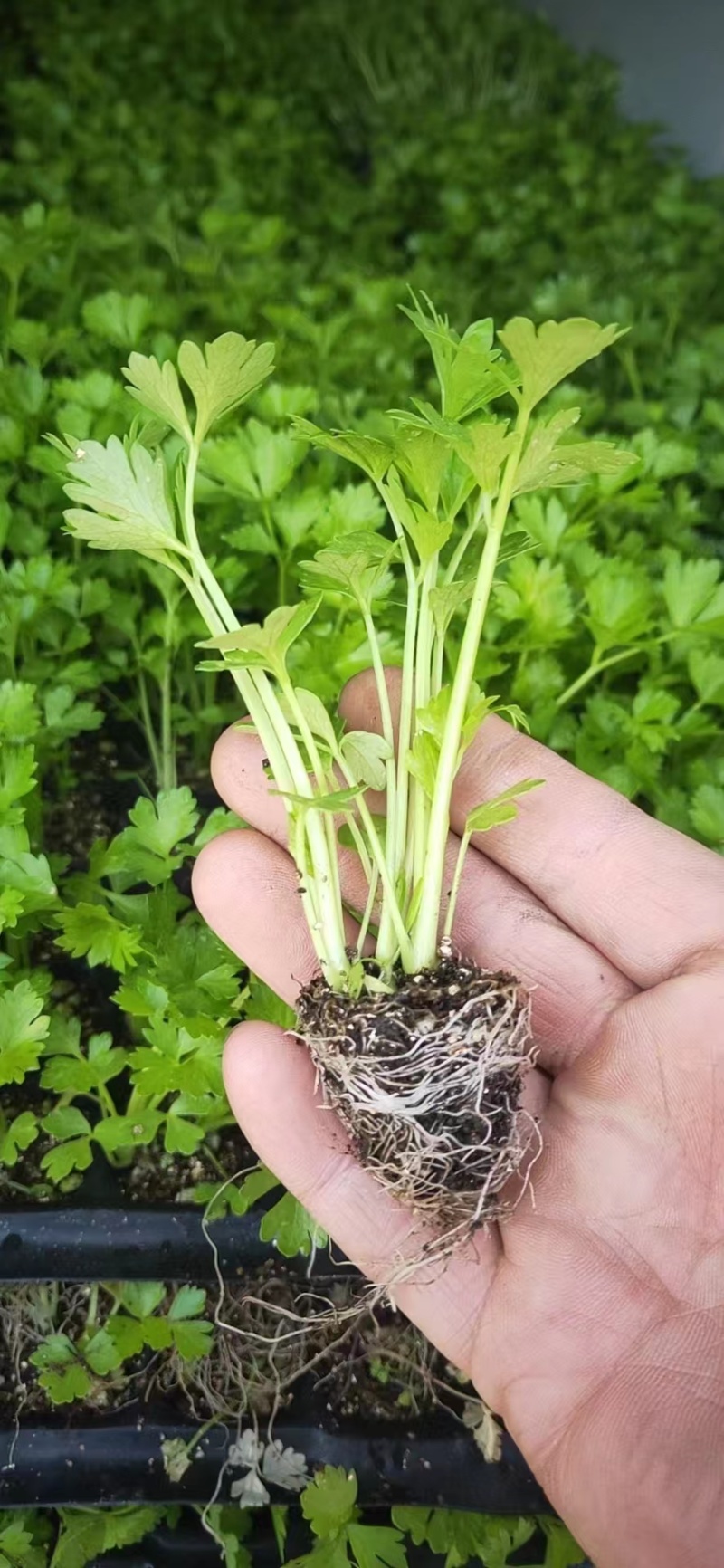 芹菜苗优质芹菜苗大量供应提供技术支持对接全国