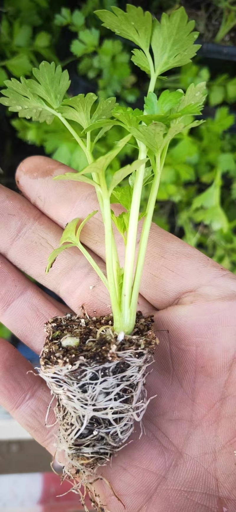 芹菜苗优质芹菜苗大量供应提供技术支持对接全国