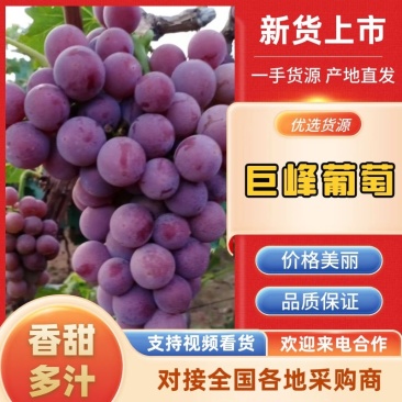代收代发葡萄-巨峰葡萄，沙地富哂种植，口感超甜