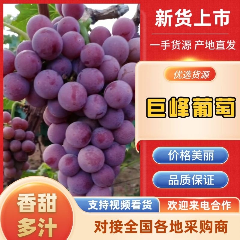 代收代发葡萄-巨峰葡萄，沙地富哂种植，口感超甜