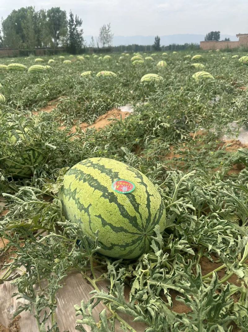 宁夏精品硒砂瓜，货源充足，产地直发，价格便宜。