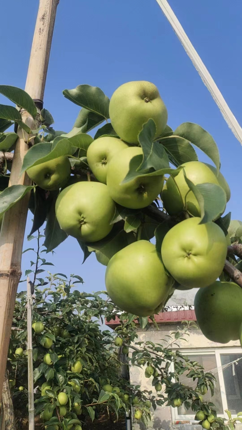 【早酥梨】辽宁葫芦岛原产地发货品质保障新鲜供应发全国市场