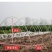 玻璃纤维杆玻纤杆无支柱大棚骨架安装便捷多年使用