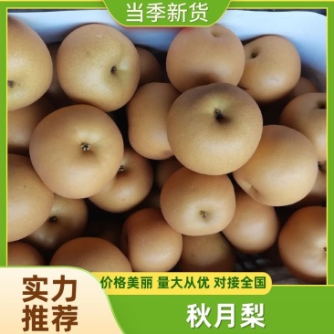 秋月梨砀山新玉梨高新梨商超电商供货代收代发全国市场