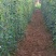 爬藤架豆角架蕃茄架葡萄架安装便捷循环使用