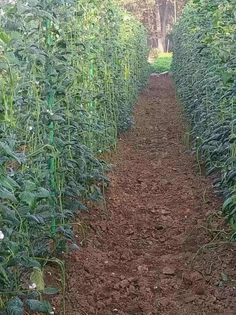 爬藤架豆角架蕃茄架葡萄架安装便捷循环使用