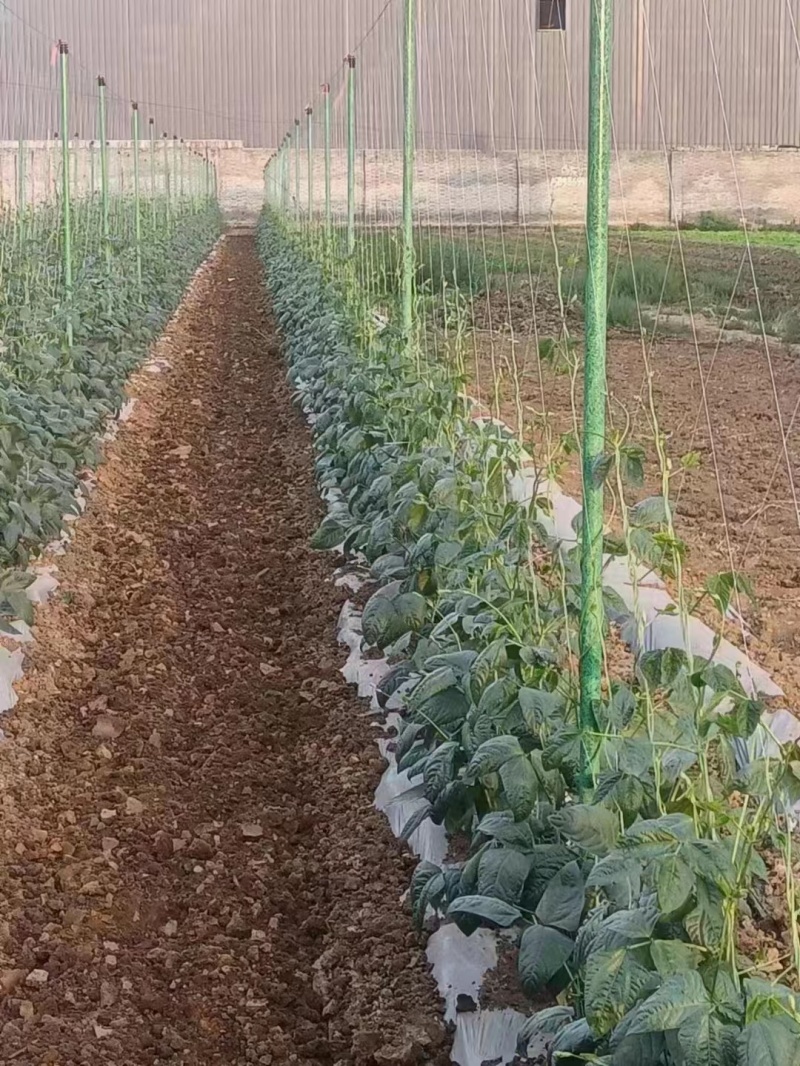 爬藤架豆角架蕃茄架葡萄架安装便捷循环使用