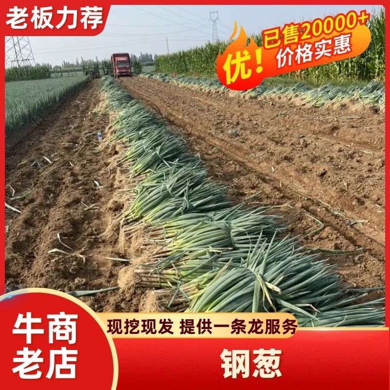 忻州千亩大葱-铁杆大葱，钢葱上市了，需要的老板抓紧联系