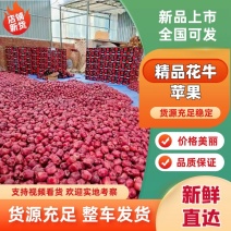 精品甘肃花牛苹果大量供应对接市场商超电商等